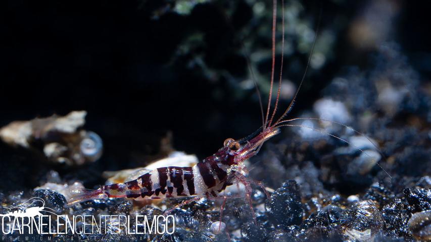 Caridina Red Tigri / Rote Sulawesi Tiger Garnelen - DNZ