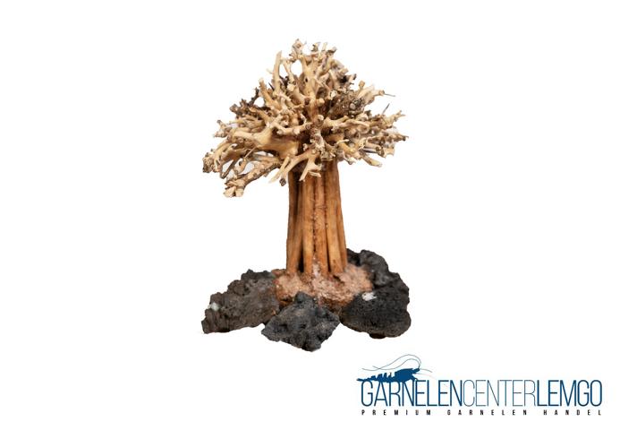 Aqua Bonsai Baum auf Lava  - Größe M