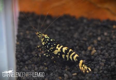Snowfall Galaxy Tiger Garnele, Black - SS Grade (DNZ)