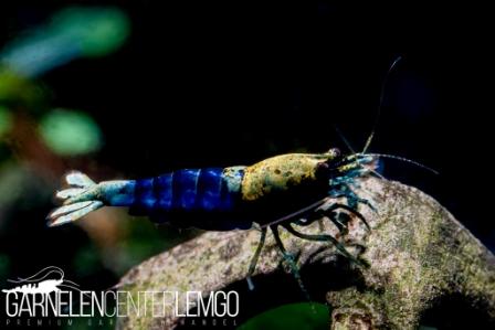 Ocean Blue Premium Taitibee - SSS Grade - DNZ