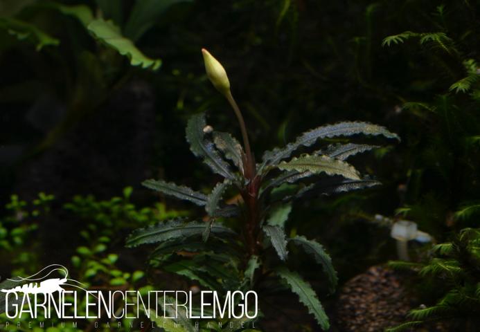 Bucephalandra sp. Red Catherinae, submers, Rhizom