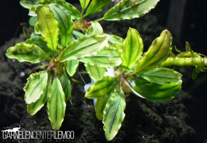 Bucephalandra sp. Black Marble, submers, Rhizom