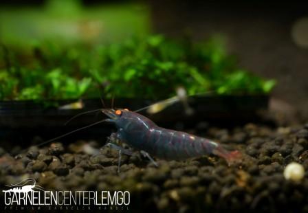 Red Tiger O.E., var. blue - DNZ