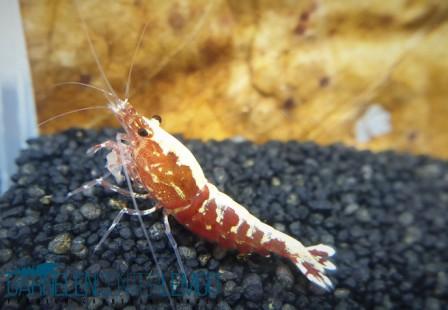 20 x Skyfish Galaxy Fishbone Red - DNZ - S