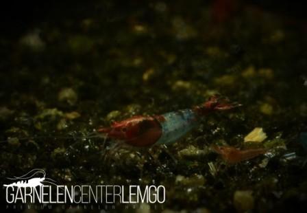 Blue Rili Garnele (Red)  - DNZ