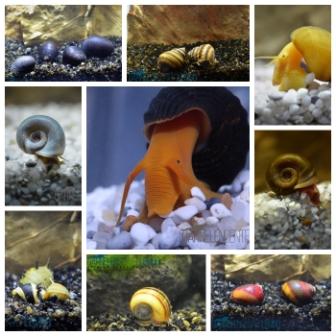 Collage_Schnecken