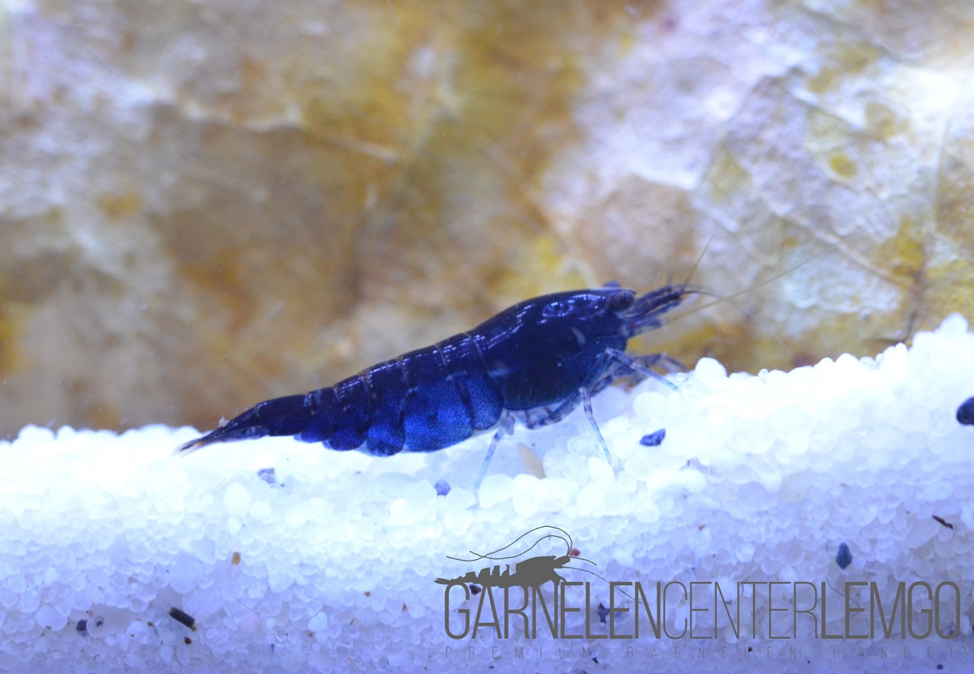20 x Blue Dream Garnele  - DNZ