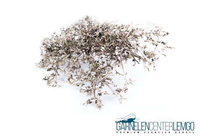 Garnelen-Fächer Bonsai Bäumchen natur - S