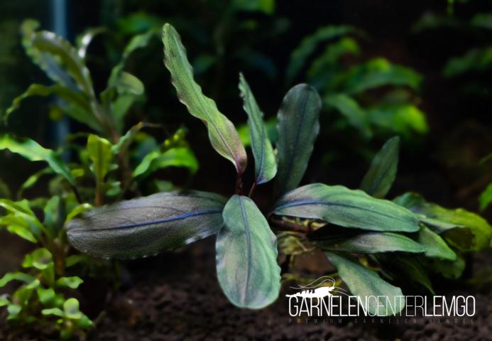 Bucephalandra sp. - submers - Rhizom