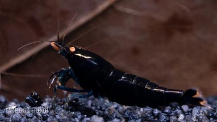 Black Devil O.E. Garnele DNZ