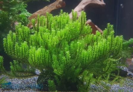 Distichophyllum sp. - sehr seltenes Moos  - auf Plant Sheet
