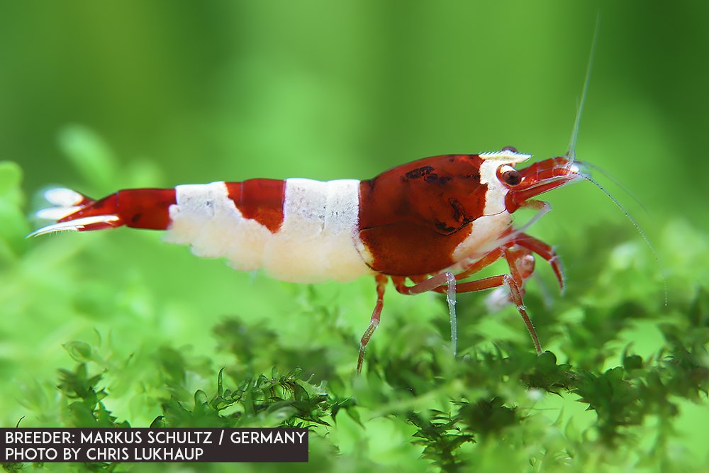 Wine Red Hinomaru Garnele  - DNZ