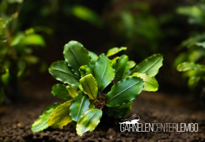 Bucephalandra sp. - submers - Rhizom