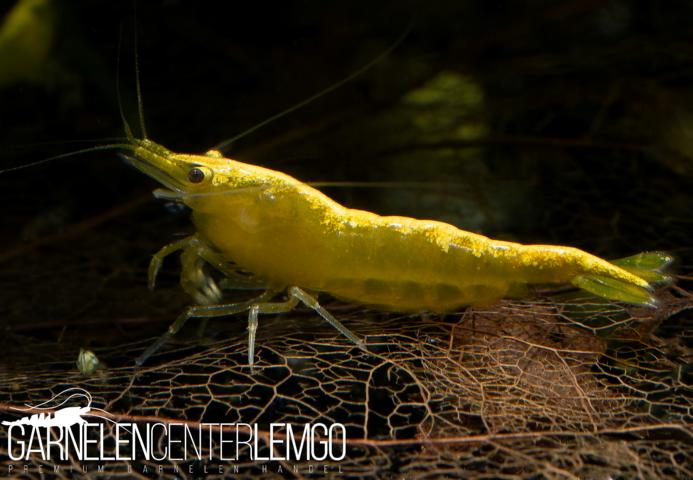 Yellow Fire Neon Garnele  - DNZ