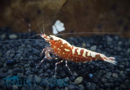 Skyfish Galaxy Fishbone Red Garnele SSS - High Grade  - DNZ