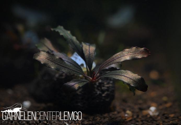 Bucephalandra sp. Brownie Ghost 2011 submers, Rhizom ***Rarität***