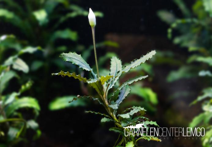 Bucephalandra sp. - submers - Rhizom