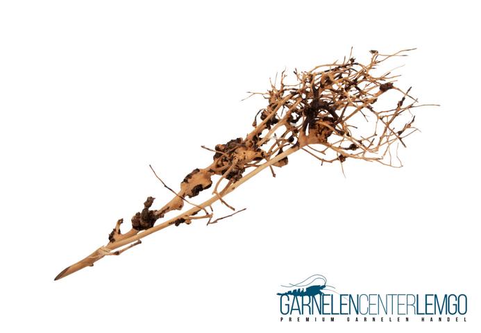 Taiwood Wurzeln - Größe XL