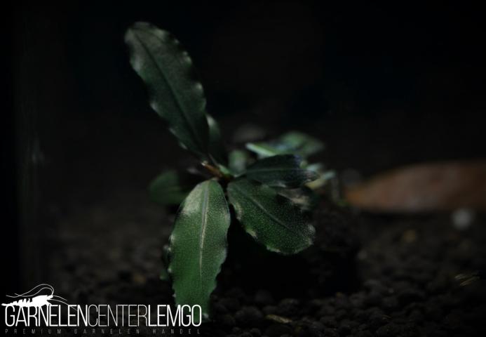 Bucephalandra sp. Brownie Blue Typ 2, submers, Rhizom