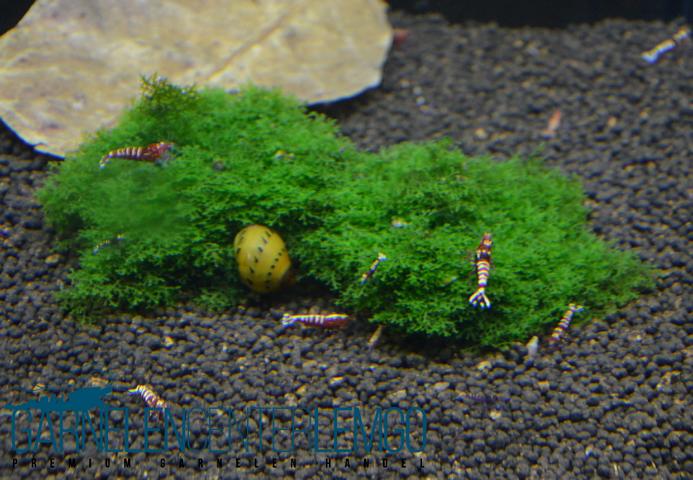 Korallenmoos (Riccardia chamedryfolia)  - auf Plant Sheet