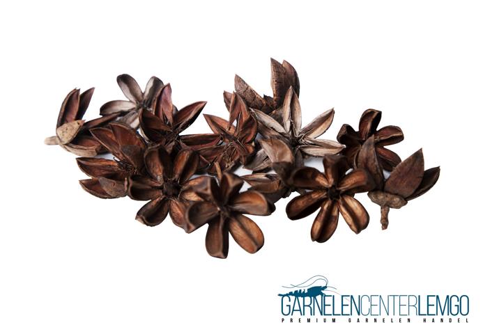 Tantora Black Stars 15 St.