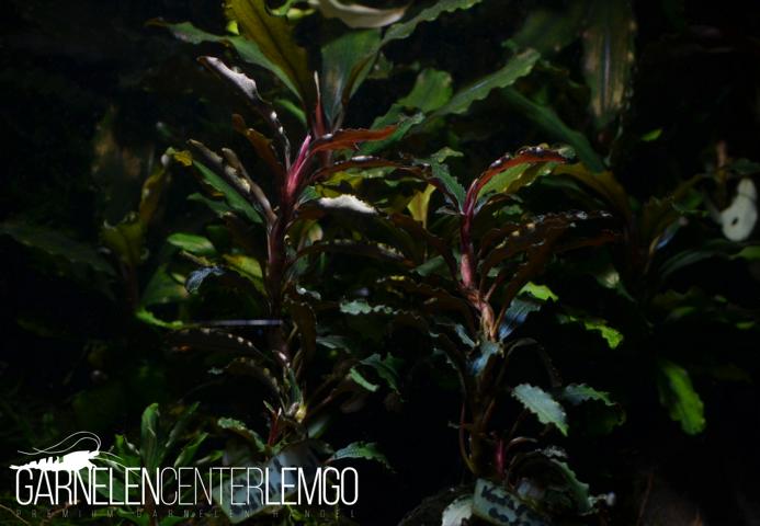 Bucephalandra sp. Kedagang Godzilla Red - submers - Rhizom