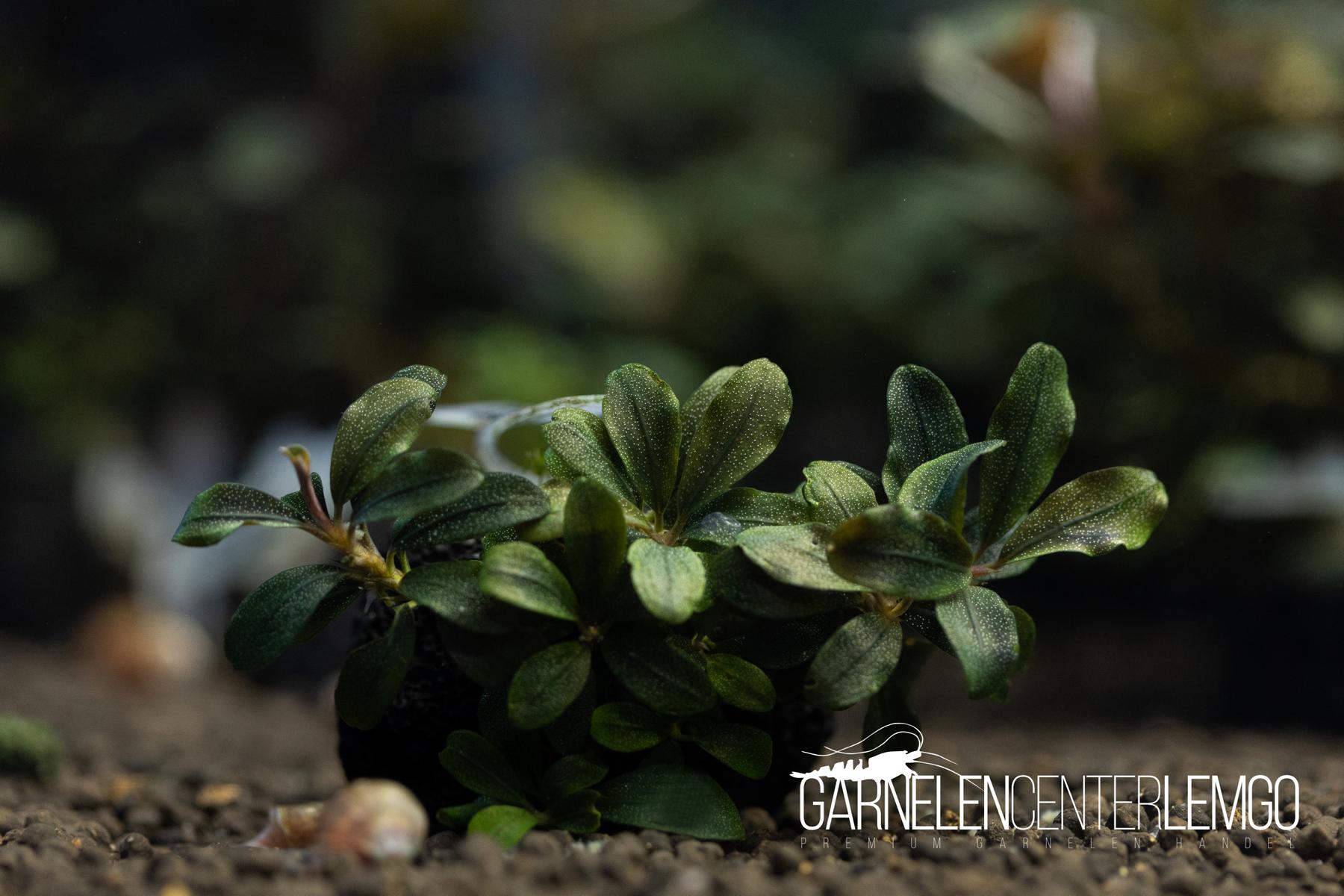 Bucephalandra sp. Brownie Cherish- submers - Rhizom