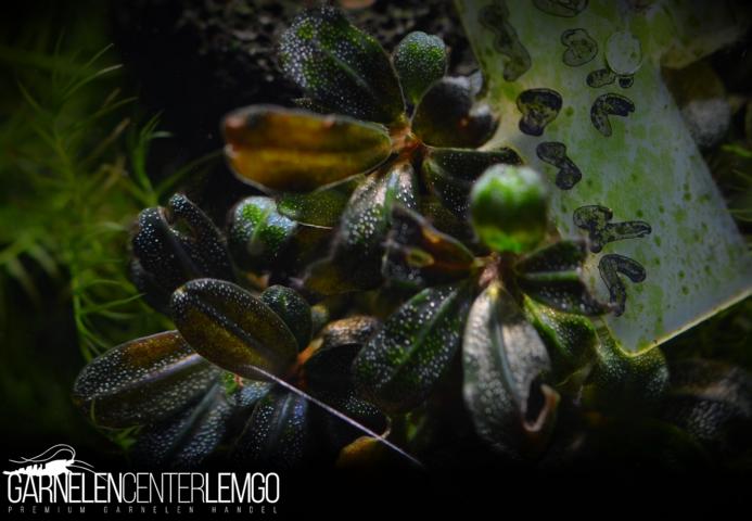 Bucephalandra sp. Brownie Amanda Mini, submers, Rhizom