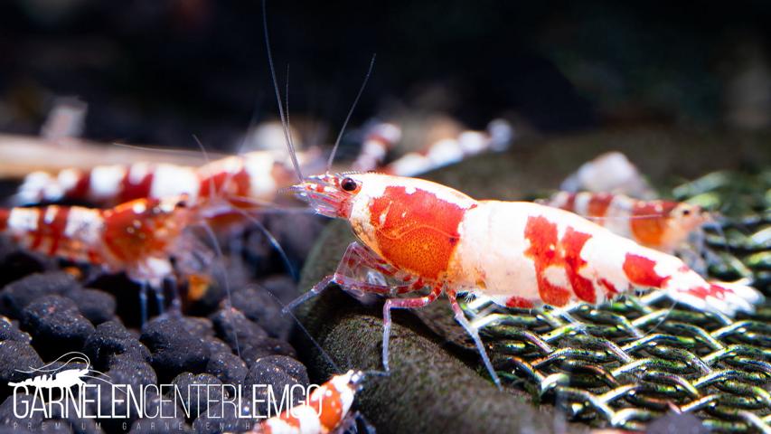 Zeus Bee Garnele - DNZ