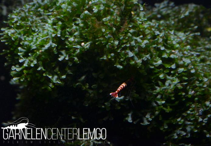 Loxogramme Sp. Wave Moss / Microsorum pteropus Prothallium   - auf Plant Sheet