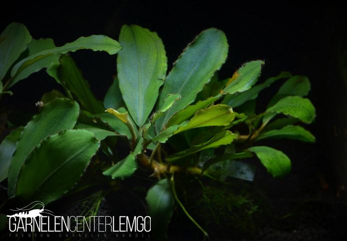 Bucephalandra sp. Jade Pearl, submers, Rhizom