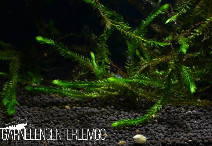 Riesen Quellmoos - Fontinalis antipyretica var. gigantea