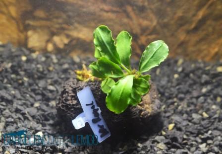 Bucephalandra sp. Pygmeae - Kir Royale Rhizom *Rarität*