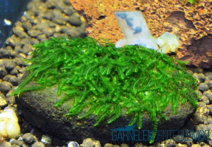 Jungermannia pseudocyclop - Mini Rosa Moss auf Plant Sheet