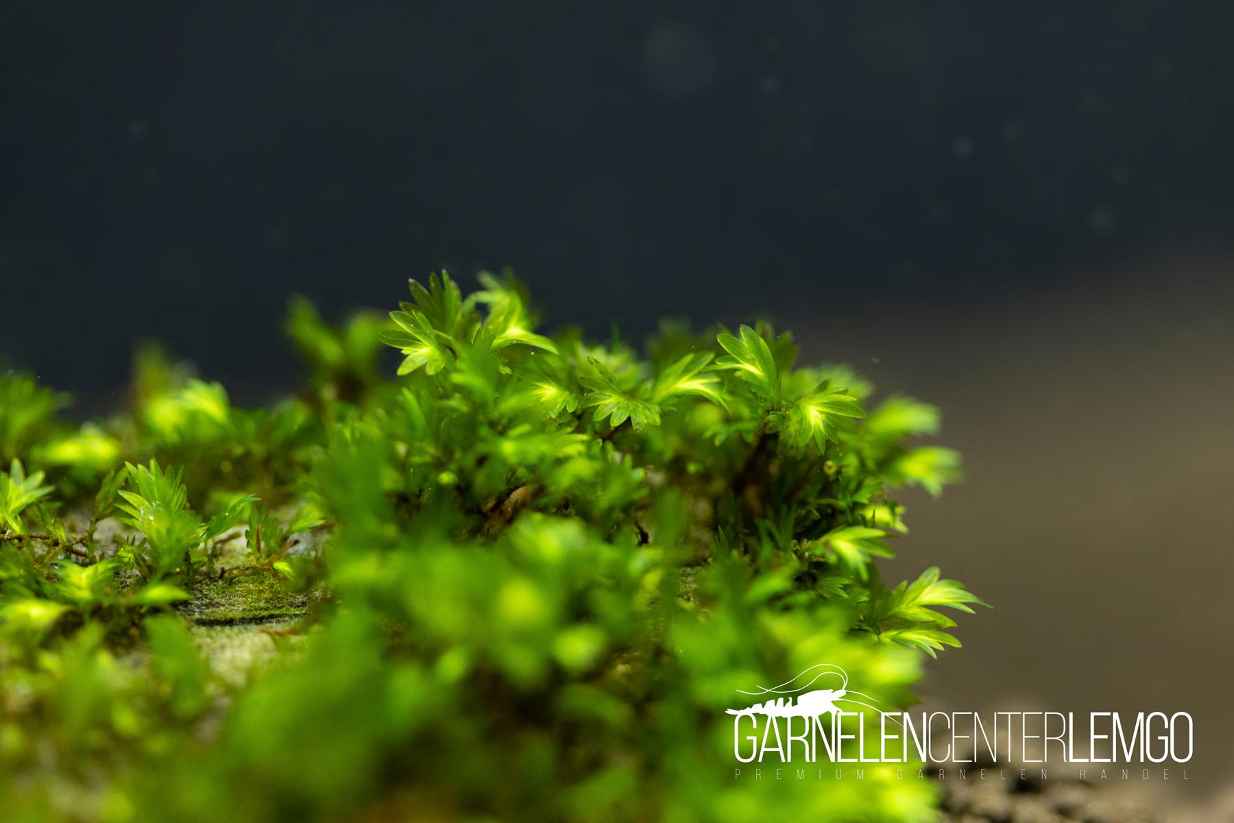 Fissidens sp. Rufulus *Rarität* - auf Plant Sheet