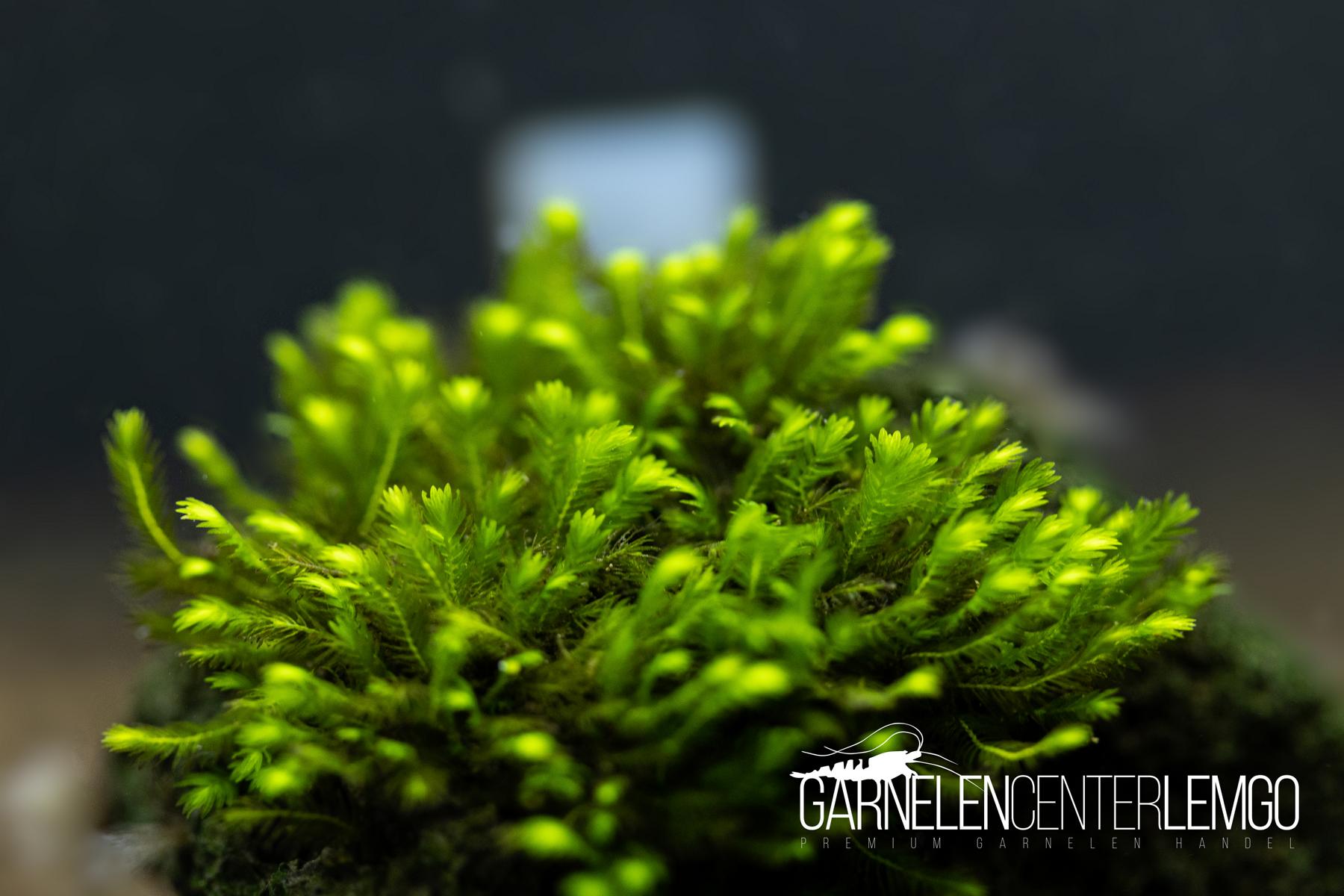 Fissidens sp. Splachnobyoides long leaf *Rarität* - auf Plant Sheet