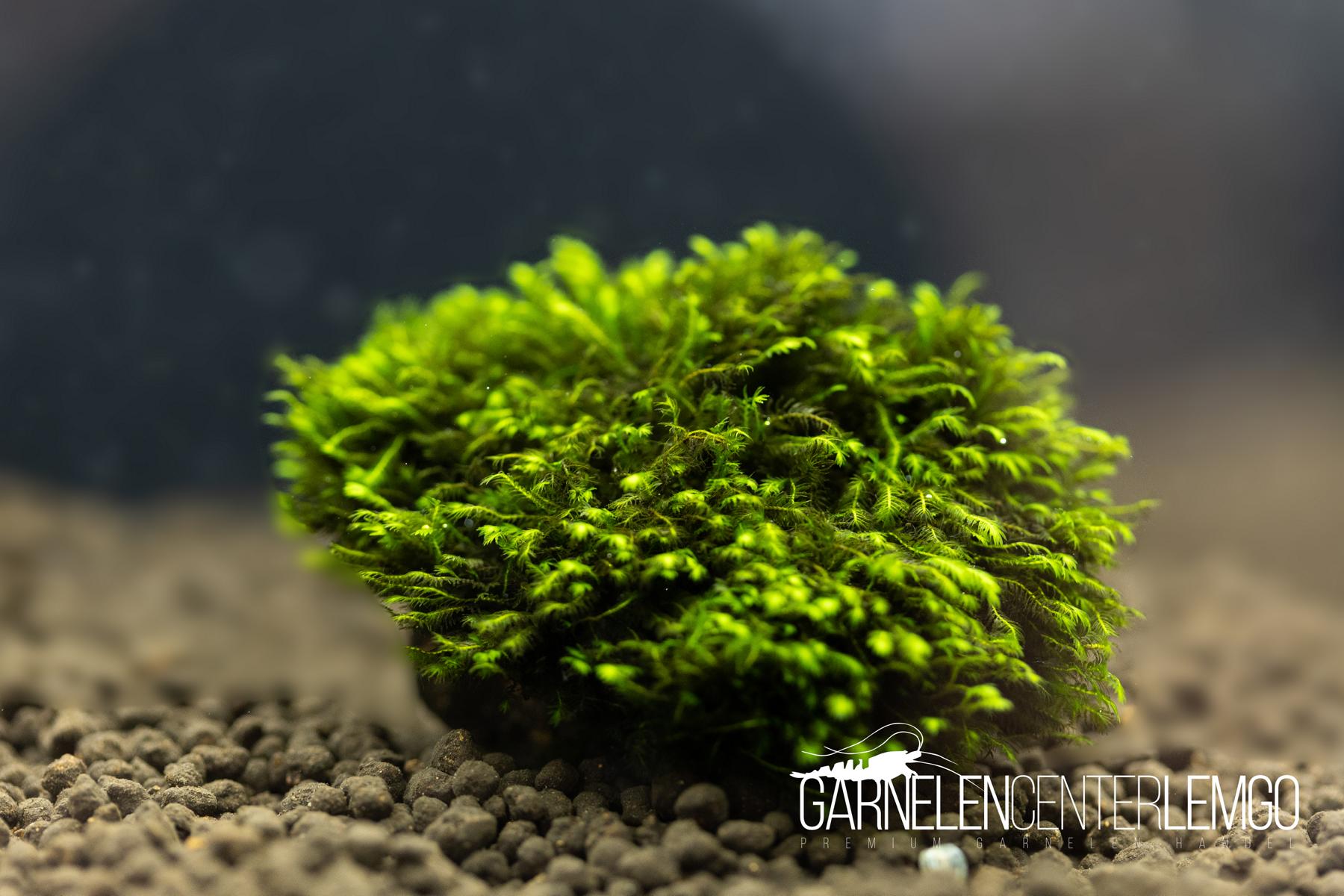 Fissidens sp. Mini Nagasaki *Rarität* - auf Plant Sheet