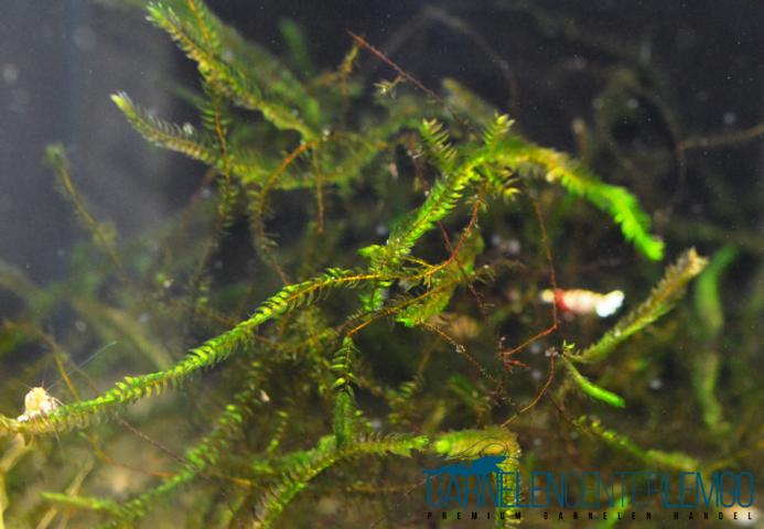 Großes Wassermoos - Fontinalis antipyretica (Quellmoos) (1133, 1122, 1123)