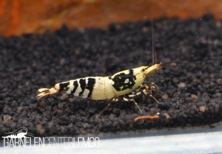 Leopard Bee Garnele - DNZ