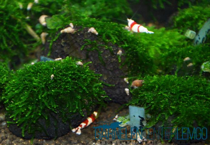 Vesicularia ferriei Mini - Mini Weeping Moss  - auf Plant Sheet