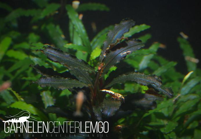 Bucephalandra sp. Dark Emily - submers - Rhizom