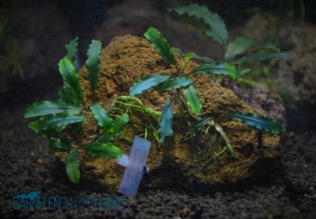 Bucephalandra sp. Super Blue Typ 3 Rhizom