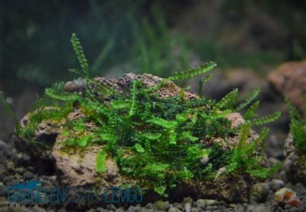 Perlen Moos - Heteroscyphus zollingeri