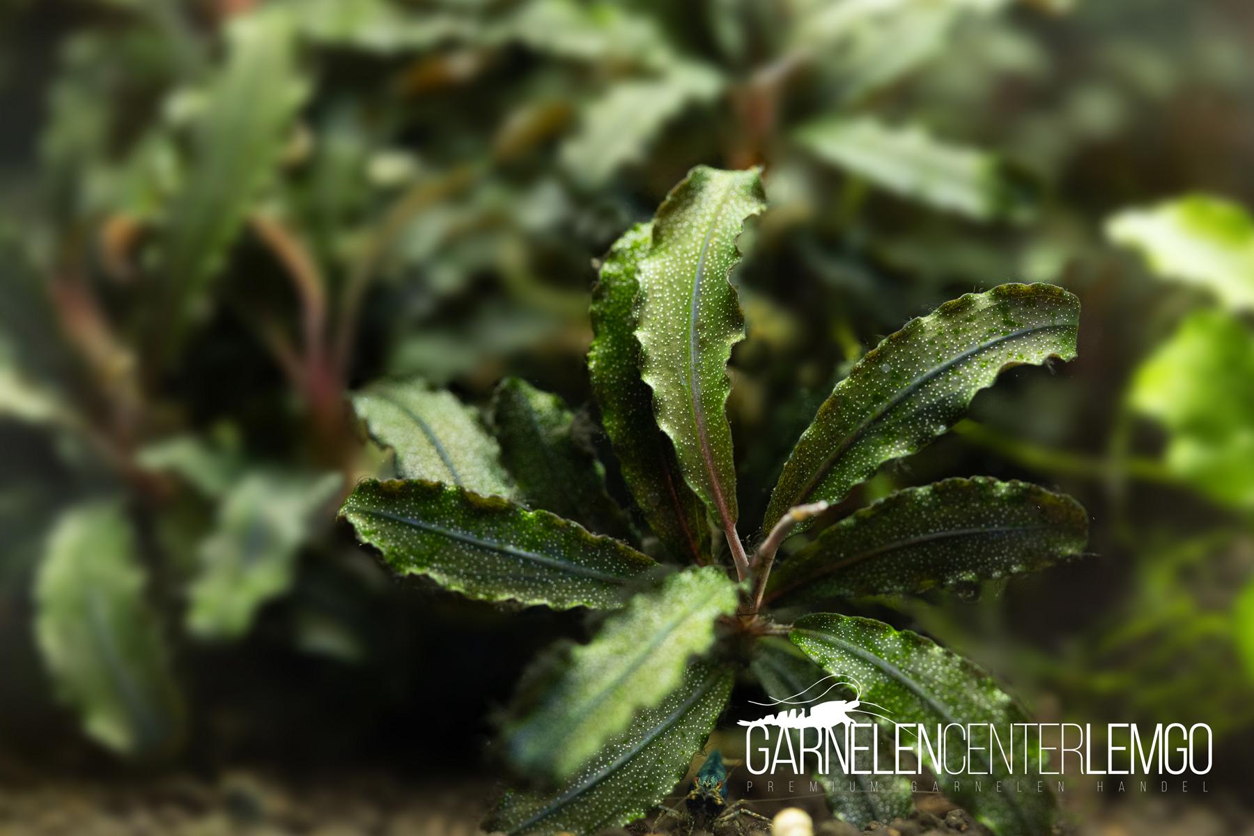 Bucephalandra sp. Kedagang - submers - Rhizom