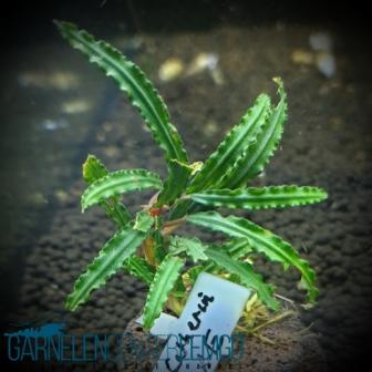 Bucephalandra sp. Catherinae Rhizom