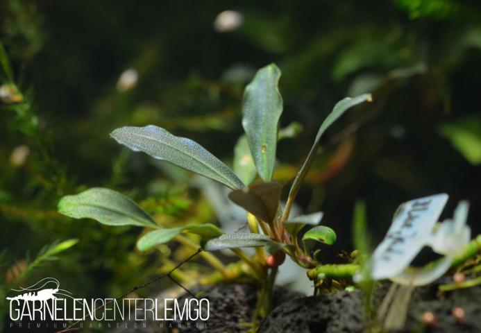 Bucephalandra sp. Blue Jade, submers, Rhizom