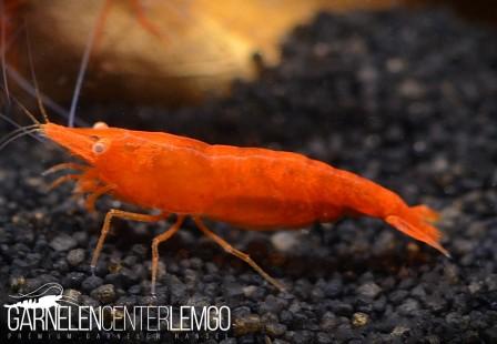 Orange Sakura OE/AE Garnele - DNZ