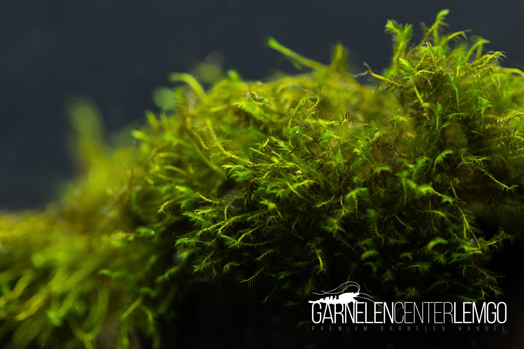 Fissidens sp. Toshua *Rarität* - auf Plant Sheet